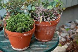 Чтобы растение не переставало радовать вас красотой, нужно знать, как ухаживать за вереском в домашних условиях. Veresk V Domashnih Usloviyah V Gorshke Posadka I Uhod Kak Vyrashivat