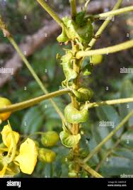 Image result for Senna petersiana