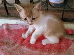 Kucing disebut juga kucing domestik atau kucing rumah (nama ilmiah: Domestic Short Hair Siamese Kittens Adopted 8 Years 7 Months Kucing Ipoh Diberi Percuma From Ipoh Perak Petfinder My