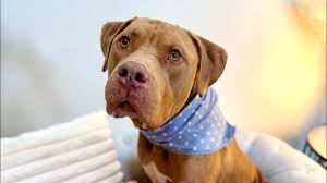 Woowoo Wookie, the Prince Charming to heart