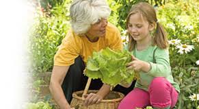 Pour Trouver Des Producteurs De Plants De Legumes Les Plants De Legumes