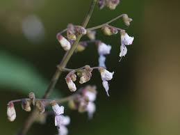 Image result for Isodon ramosissimus