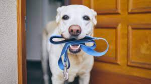 Why You Should Start Cleaning Your Dog's Leash | Reader's Digest