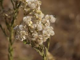 Image result for Eschenbachia stricta