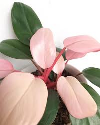 Philodendron Pink Kongo In 2020