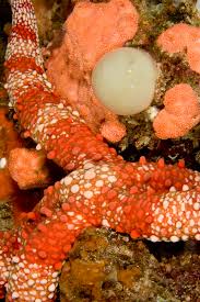 Image result for Gomphia