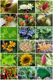 Jamur berbeda dengan tumbuhan karena jamur tidak memiliki akar dan daun sejati (thallophyta), juga tidak mempunyai klorofil sehingga dia tidak dapat. Tumbuhan Wikipedia Bahasa Indonesia Ensiklopedia Bebas
