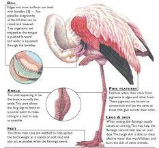 Flamingo Beak Structure Google Search Flamingo Painting Pink Feathers Flamingo