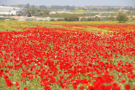 From 5 hours 55 min. Flowers Near Ashkelon Israel Tourism Ashkelon Best Tourist Destinations