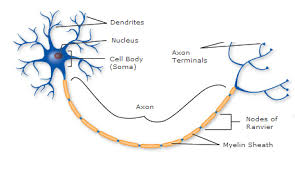 This practice test for the cell function and structure for anatomy & physiology, is designed to help you for your exam by concentrating on the important facts you may see again on an exam. The Function And Anatomy Of The Nervous System San Francisco De Paula Science Department