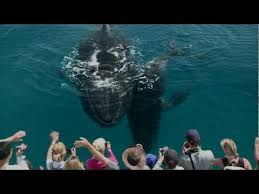 Hervey Bay On The Fraser Coast Plays Host To The Greatest Show On Earth As Migrating Humpback S Make A Whale Sized S With Images Hervey Bay Whale Watching Australia Travel
