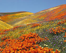 Antelope valley california poppy reserve, lancaster, ca. Valley Of Flowers Antelope Valley Poppy Reserve California Poppy