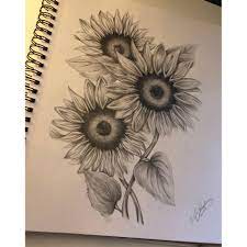Sunflower drawing by michal straska. Sunflower Study 11x14 Pencil Drawing