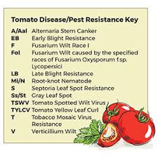 Apr 12, 2021 · even many dwarf tomato varieties are indeterminate. Beefsteak Tomato Slicing Tomatoes Gardens Alive