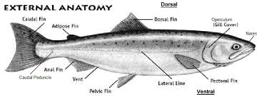 External Salmon Anatomy Fish Salmon Anatomy