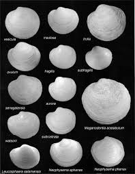 Image result for Leucosphaera