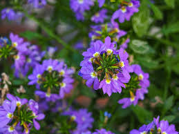 Image result for Goodeniaceae