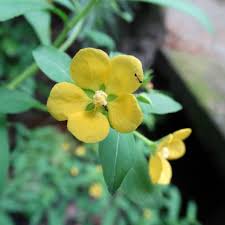 Image result for Ludwigia leptocarpa
