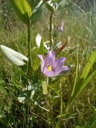 Image result for eustoma maurine