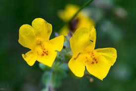 Image result for Phrymaceae