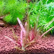 Image result for Blyxa aubertii