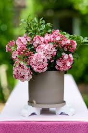 Image result for Landolphia letestui