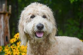 Found this from a resident. Thank you Mundelein Police Department for  making this awesome memory for the family.