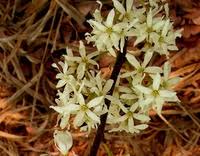 Image result for Rourea orientalis