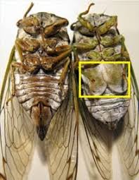 30 Ide Gambar Jangkrik Sketsa 2d Tea And Lead