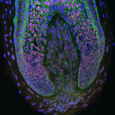 New hairs were sprouting in my receded hair line area. Studies Uncover New Approaches To Combat Hair Loss In Men And Women