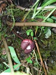 Image result for Astropanax