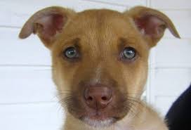 Update : my name is Riggs! Or riggy diggy do! I am 12 years old and my name  is from Die hard I am a Ridgeback cross