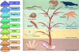 Image result for Phyla