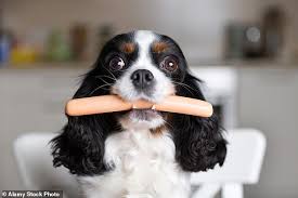 Dig into our stories and discover why so many of us are proud to be part of the mars family! Researchers At Factory Eat Pet Food To Make Sure It Tastes Nice For Cats And Dogs Daily Mail Online