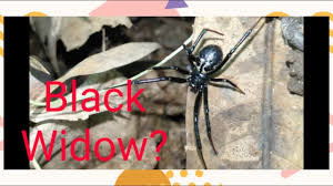 From the release date to the timeline, here's everything we know so far about black widow's solo. Philippine Black Widow Spider Hunting Youtube