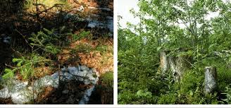 Le manque de lumière se corrige aussi en ouvrant le diaphragme, si vous n'avez pas besoin d'une voilà, les différentes solutions qui s'offrent à vous si il vous arrivait à manquer de lumière, sait on. Sapin Blanc Poussant A L Ombre En Raison Du Manque De Lumiere Le Download Scientific Diagram