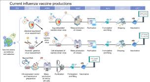 Influenza vaccine may be given at the same time as other vaccines. Timeline Of Current Influenza Vaccine Production Methods Schematic Download Scientific Diagram