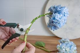 Hard pruning information and easy tips for growing enormous limelight hydrangea flowers. How To Dry And Preserve Hydrangea Flowers