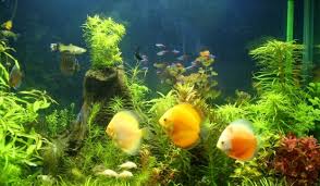We did not find results for: 5 Jenis Ikan Hias Kecil Yang Sangat Cocok Dipelihara Dalam Aquarium Superperikanan