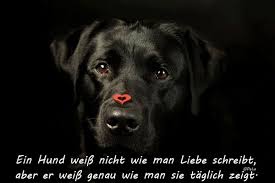 Hunde Sprüche U Zitate Sammlung Pela Fotografies Webseite