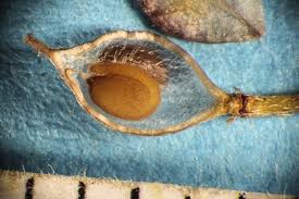 Image result for Mellera lobulata