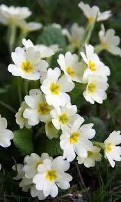 20 Plants To Create Your Perfect Garden Parsimony Inspired Beautiful Flowers Plants Flower Garden
