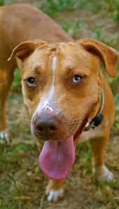 Adopt Afina On Petfinder Catahoula Leopard Dog Mix Catahoula Leopard Dog American Animals