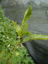 Image result for Phyllanthus parvus