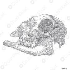Dessin tatouage tete de mort et roses tattoo stickers tatouage. Chevre Ou Ovin Ferme Animal Crane Mort Gravure Vecteur Stock Crushpixel