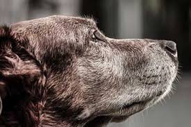 Hunde freuen sich, wenn sie andere menschen oder hunde treffen und drücken dies mit bellen aus. Hund Bellt Wenn Er Alleine Ist Tipps Fur Hundebesitzer 2021