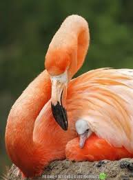 Google Flamingo And Baby Hayvanlar Hayvan Hayvanlar Alemi