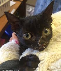 Most kittens start walking around 3 weeks of age, but take a little longer to gain their coordination. Cruel Beyond Belief Series Of Heartless Acts Mean One Kitten S Face Must Be Stitched Back Together After Being Thrown From Car While Another Pair Face Going Blind Daily Mail Online