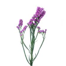 Image result for Limonium sinuatum