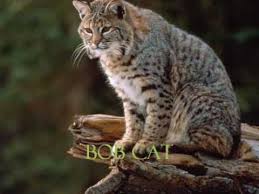How many species of animals are there on earth? How Many Species Of Wild Cats Are There Catwalls